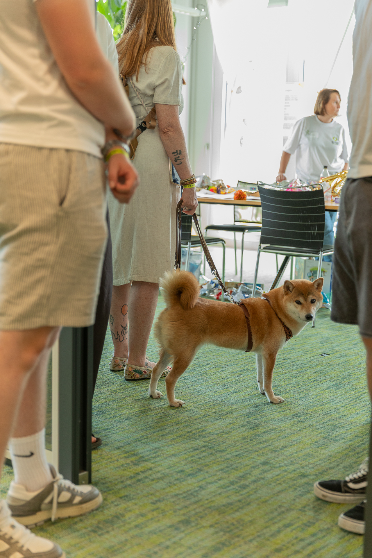 Ein Shiba Inu an der Leine steht in einem Raum auf einem grünen Teppich, umgeben von Menschen; der Hund blickt in die Kamera, während sein Besitzer und andere Personen teilweise zu sehen sind.