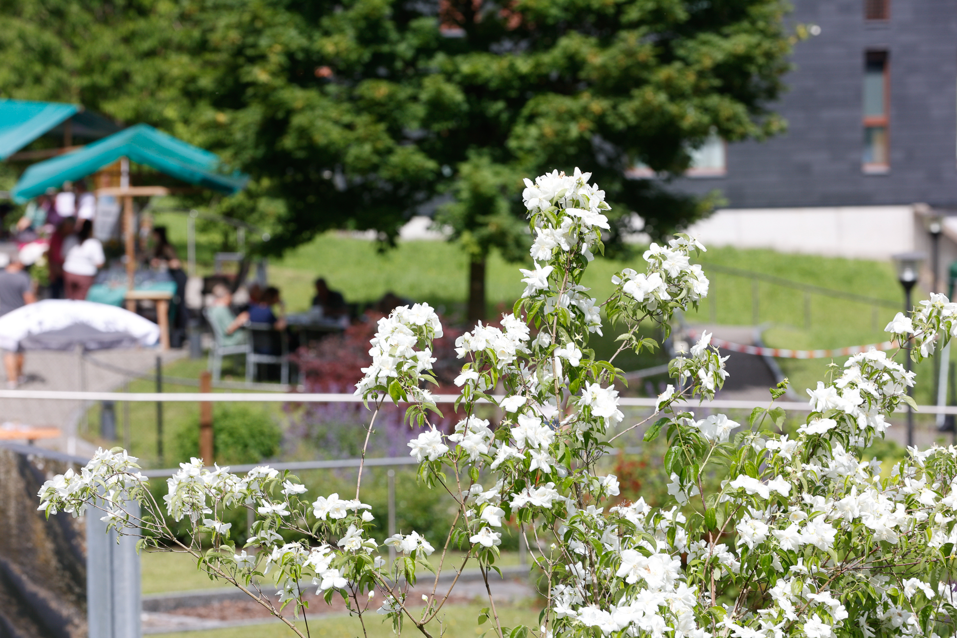 Im Vordergrund ist ein Zweig mit weißen Blüten scharf abgebildet; im unscharfen Hintergrund sitzen Menschen an einem sonnigen Tag an Tischen im Freien, in der Nähe einer Rasenfläche und eines Baumes.